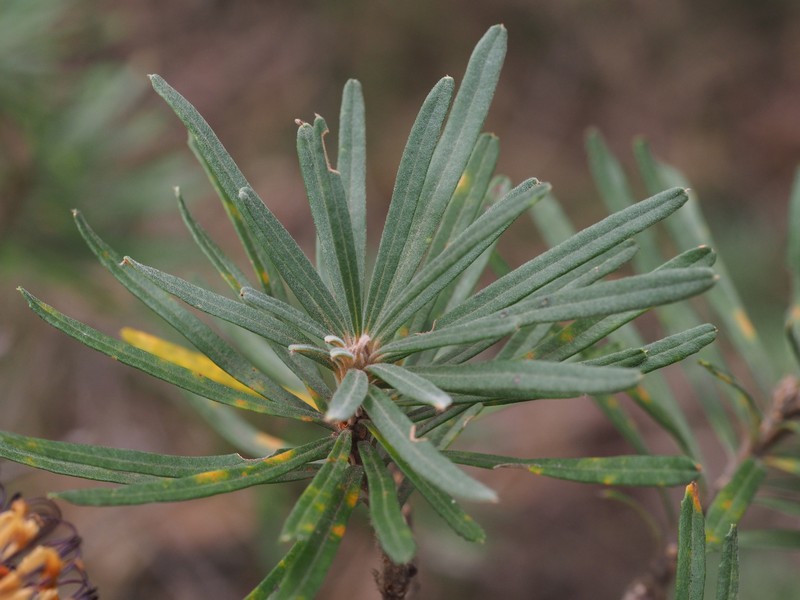 Banksia neoanglica photo 2