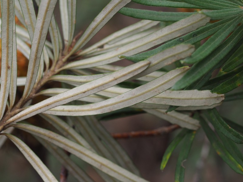 Banksia neoanglica photo 3