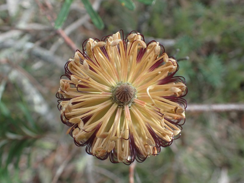 Banksia neoanglica photo 4
