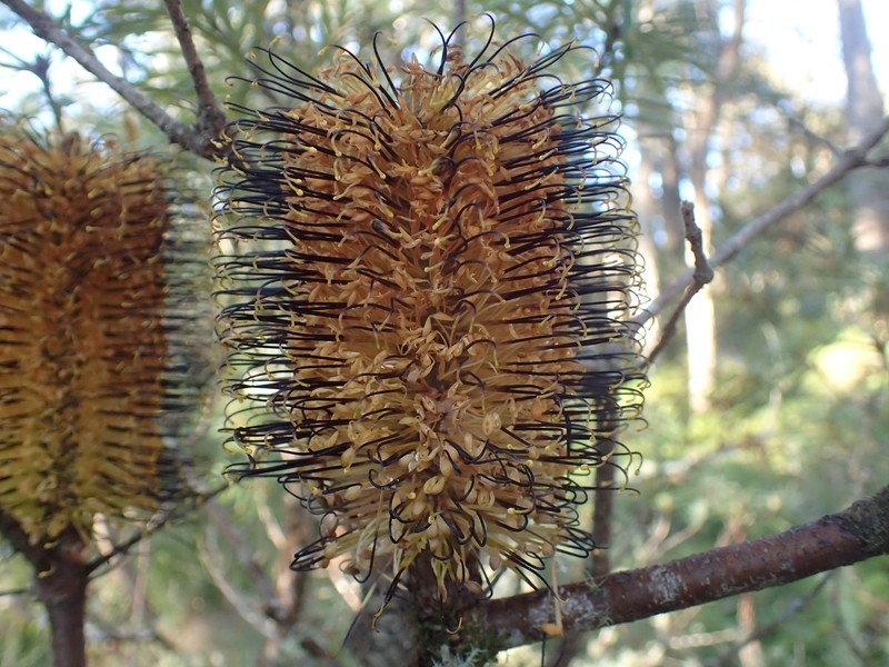 Banksia neoanglica photo 5