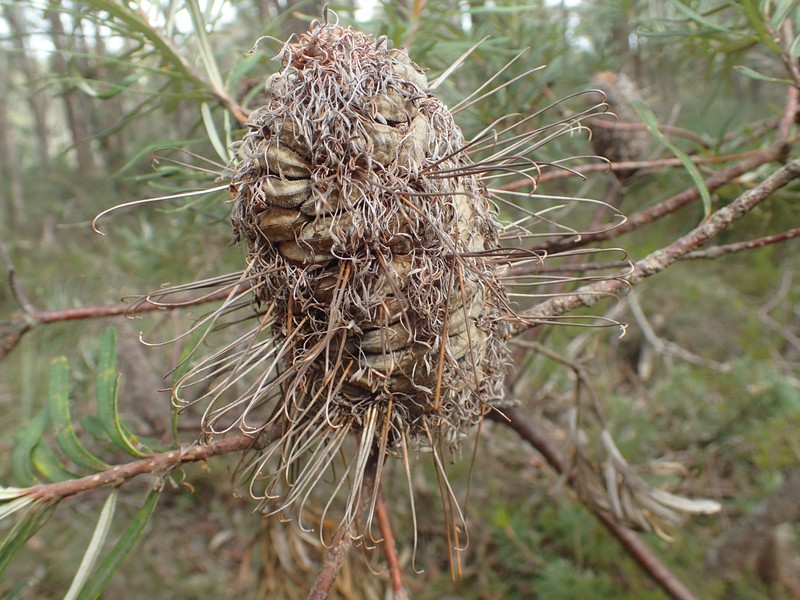 Banksia neoanglica photo 6
