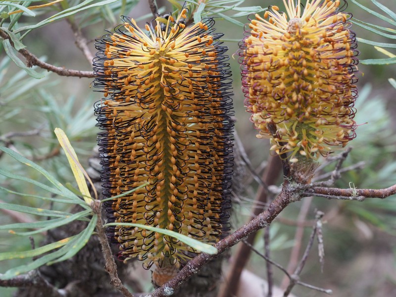 Banksia neoanglica photo 7
