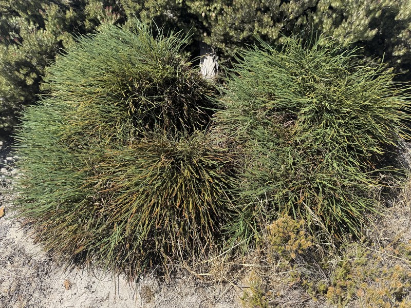 Banksia nivea subsp. nivea