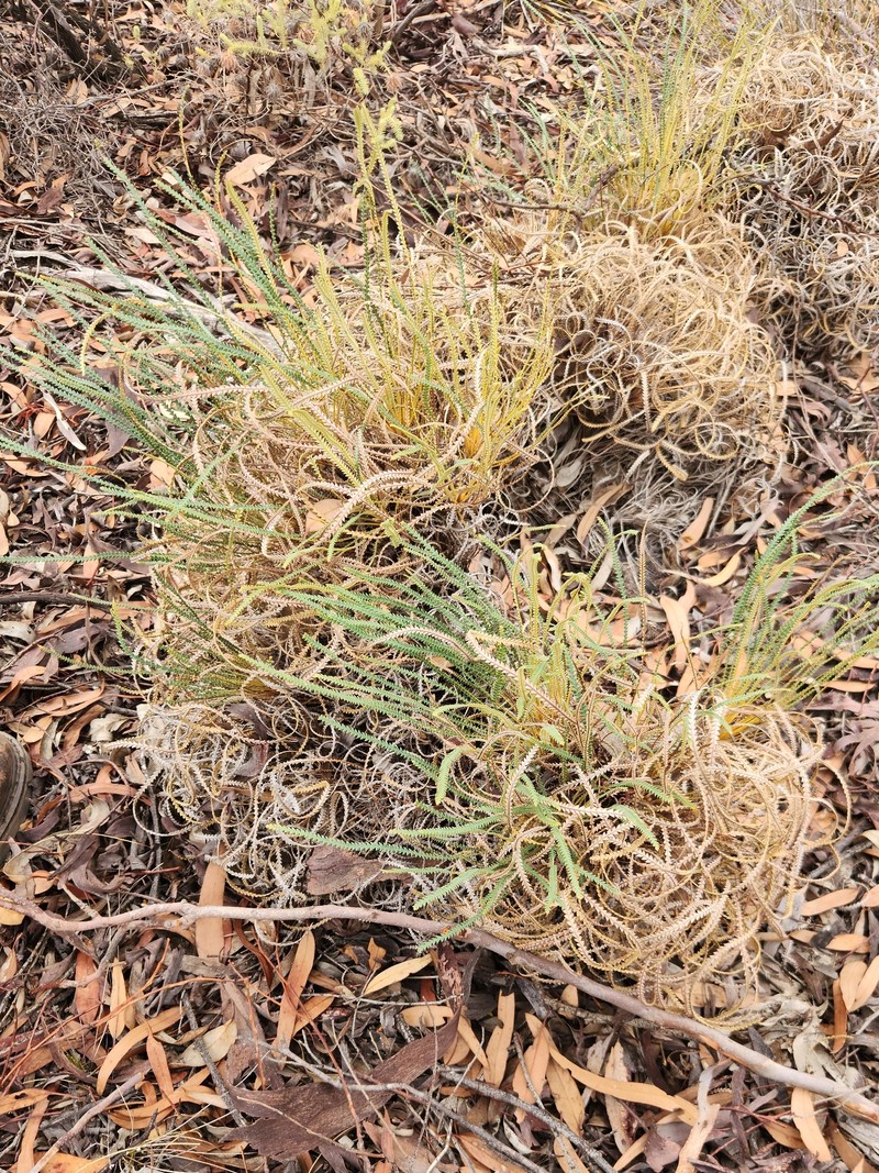 Banksia nivea subsp. nivea photo 2