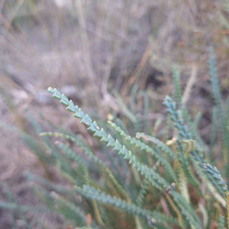 Banksia nivea subsp. nivea photo 3