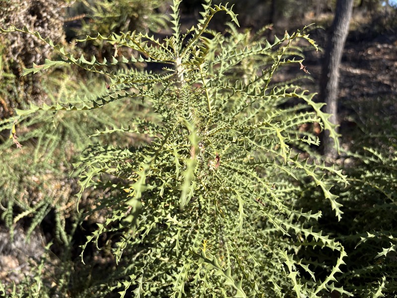 Banksia nobilis subsp. nobilis
