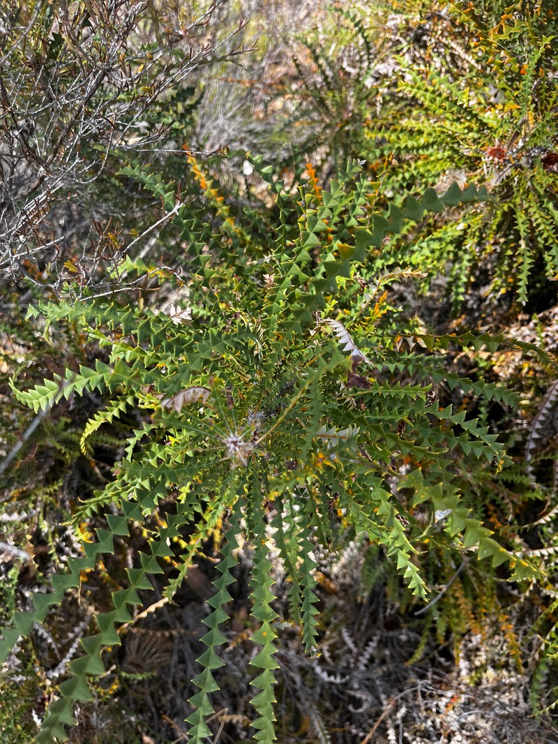 Banksia nobilis subsp. nobilis photo 2