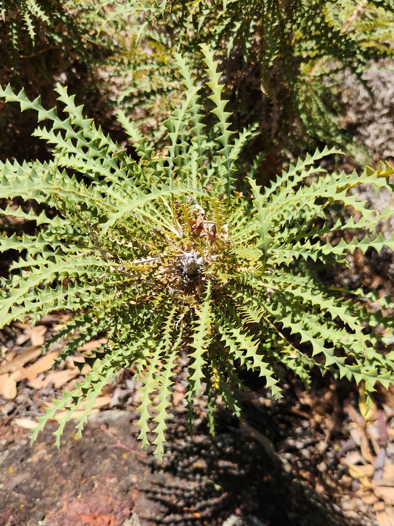 Banksia nobilis subsp. nobilis photo 3