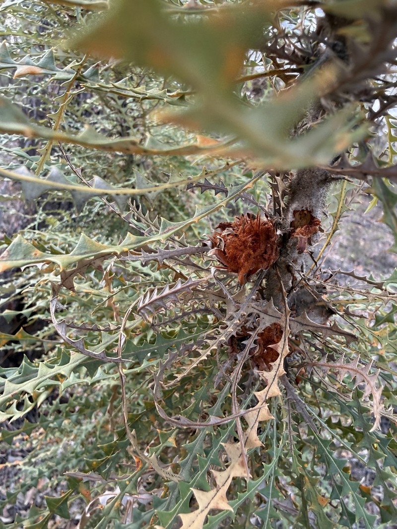 Banksia nobilis subsp. nobilis photo 4