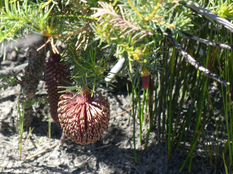 Banksia nutans var. nutans