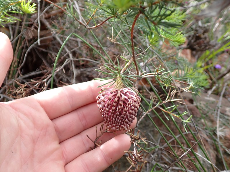 Banksia nutans var. nutans photo 2