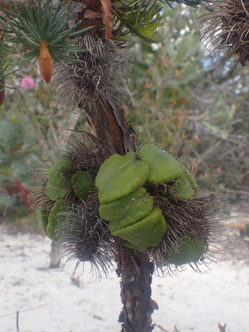 Banksia nutans var. nutans photo 3