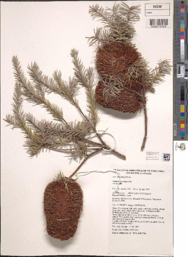 Banksia nutans var. nutans photo 4