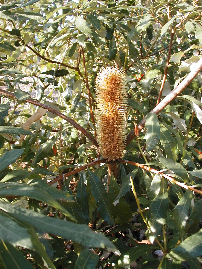 Banksia paludosa subsp. paludosa