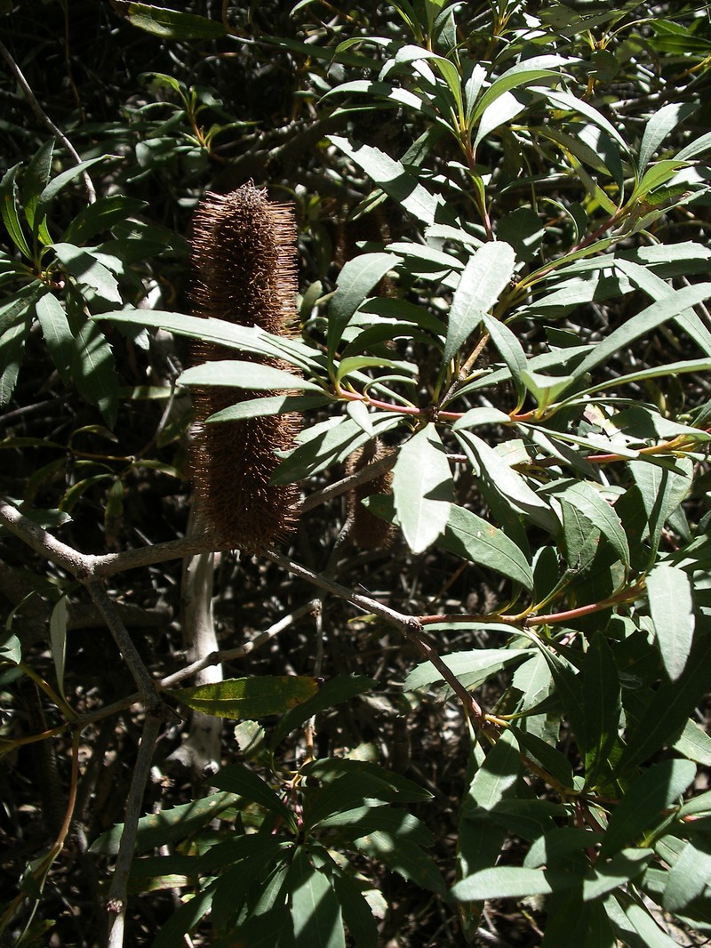 Banksia paludosa subsp. paludosa photo 2
