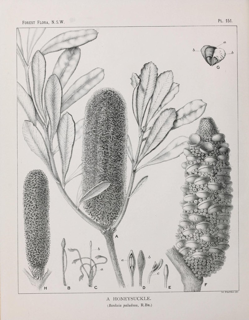 Banksia paludosa subsp. paludosa photo 3