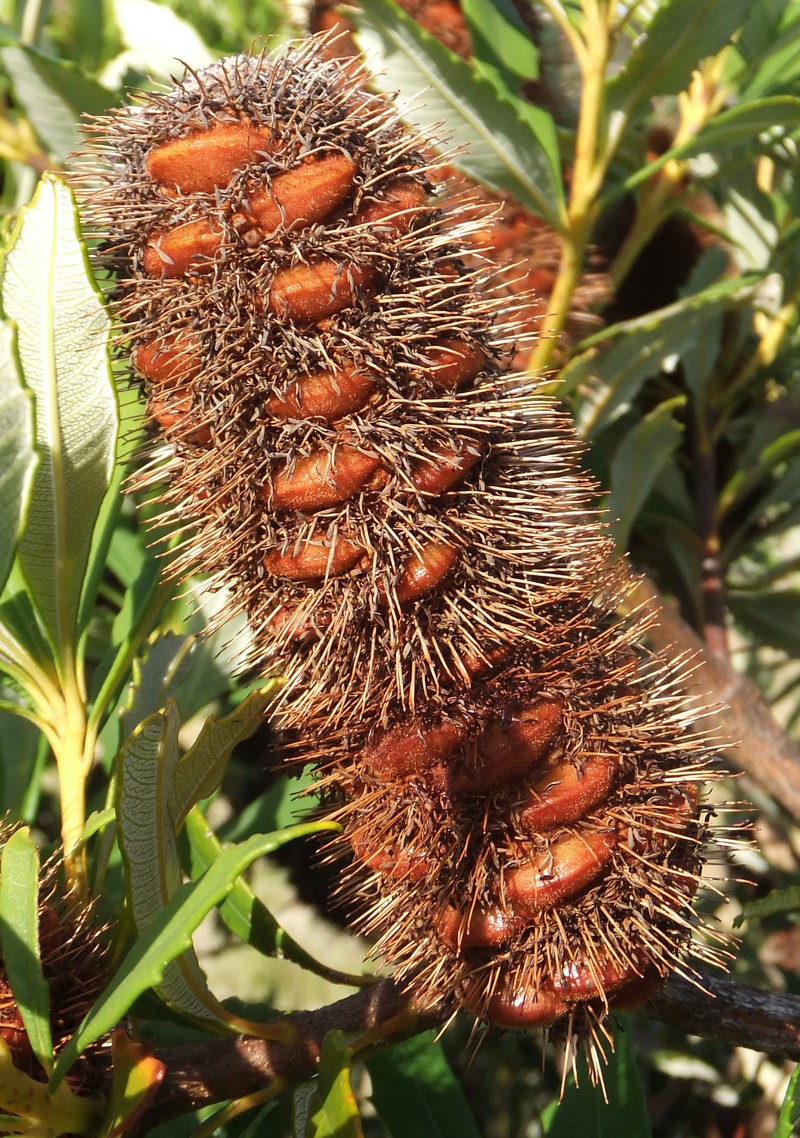 Banksia paludosa subsp. paludosa photo 4