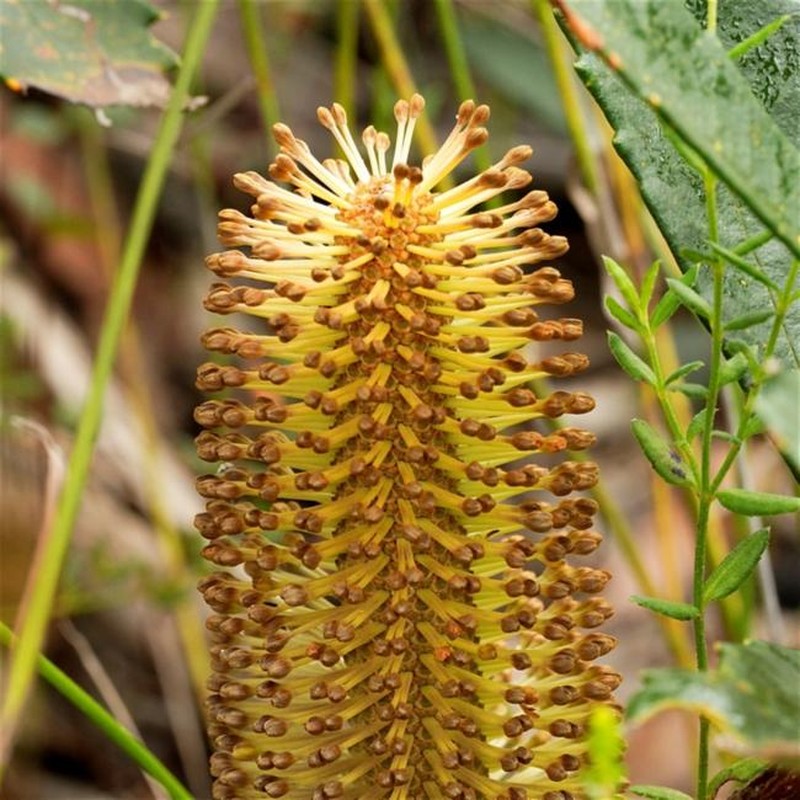 Banksia paludosa subsp. paludosa photo 5