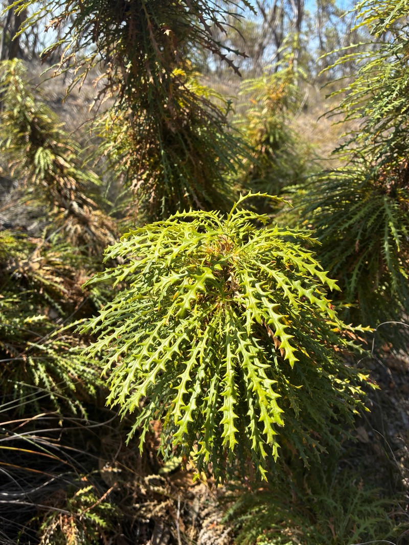 Banksia parva