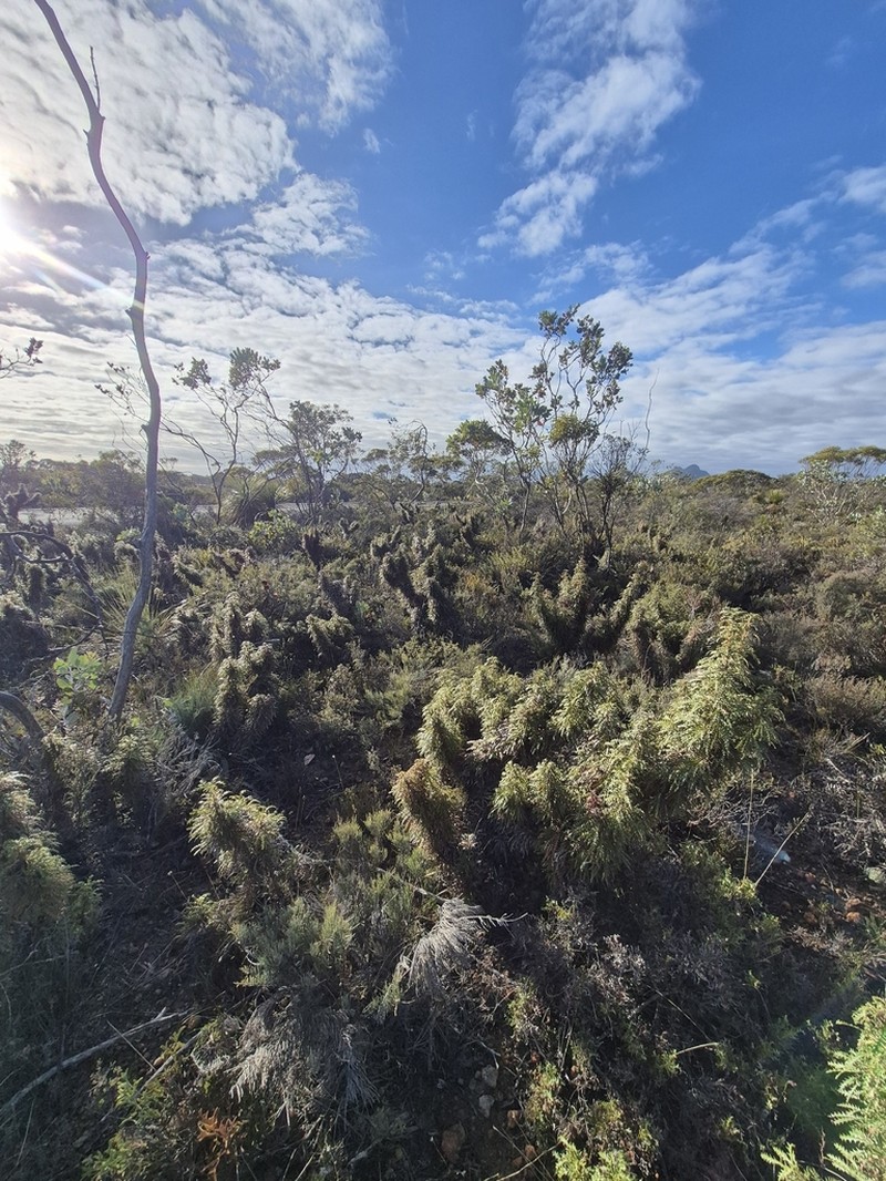 Banksia parva photo 2