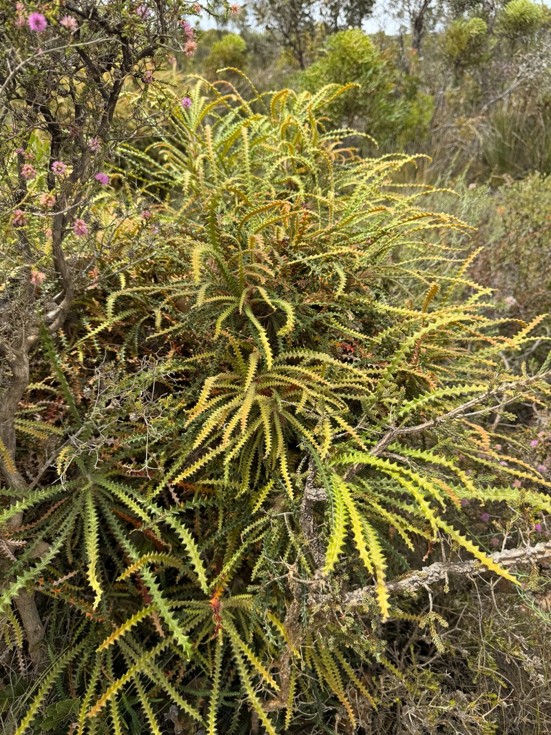 Banksia plumosa subsp. plumosa
