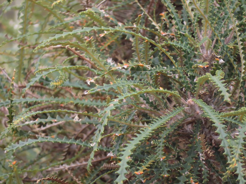 Banksia plumosa subsp. plumosa photo 2