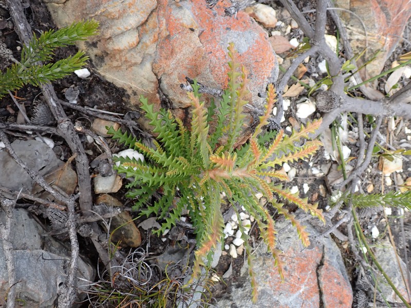 Banksia plumosa subsp. plumosa photo 3