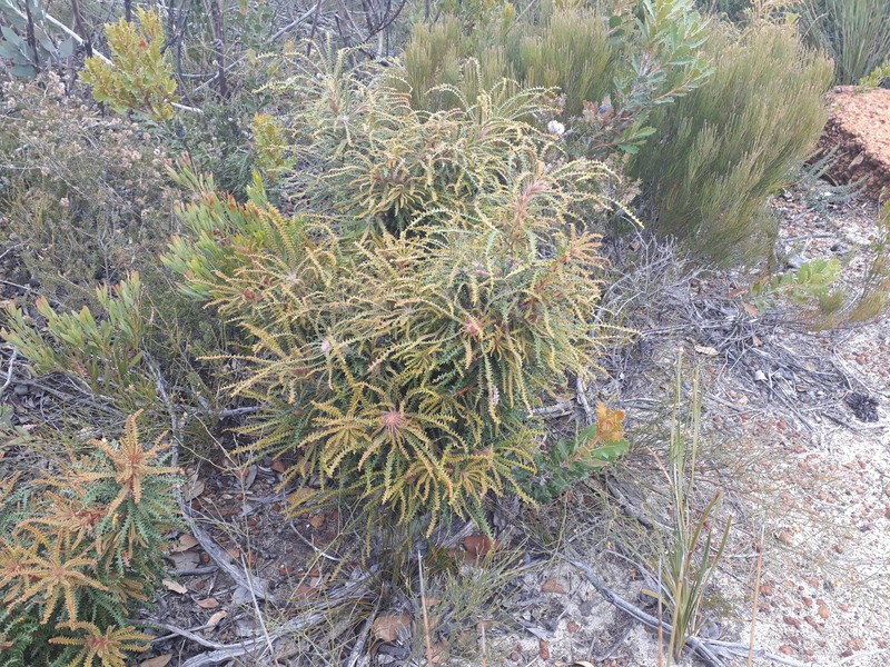Banksia plumosa subsp. plumosa photo 4