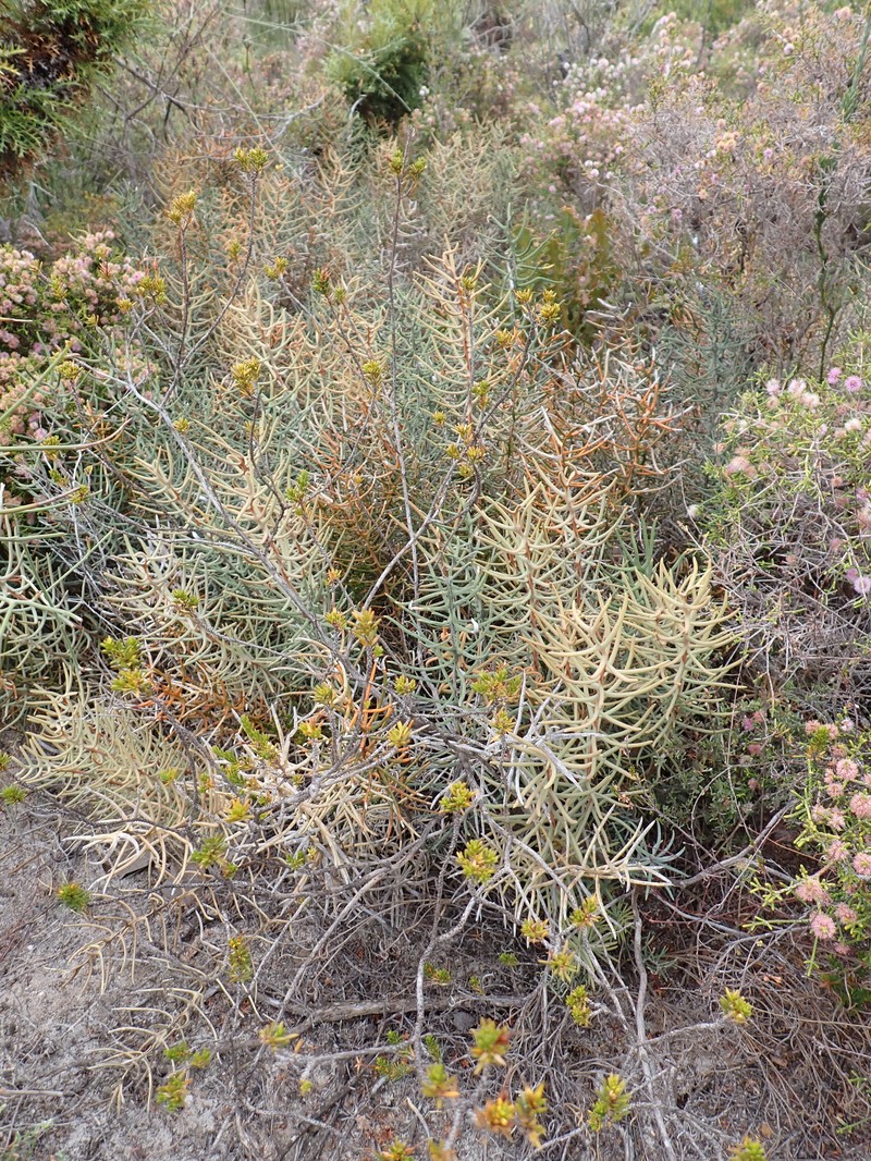 Banksia pteridifolia subsp. pteridifolia