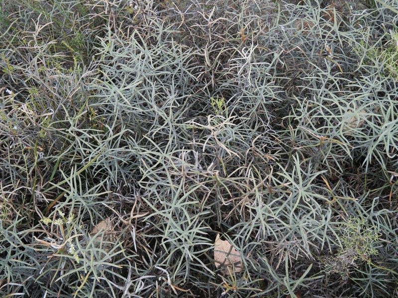 Banksia pteridifolia subsp. pteridifolia photo 2