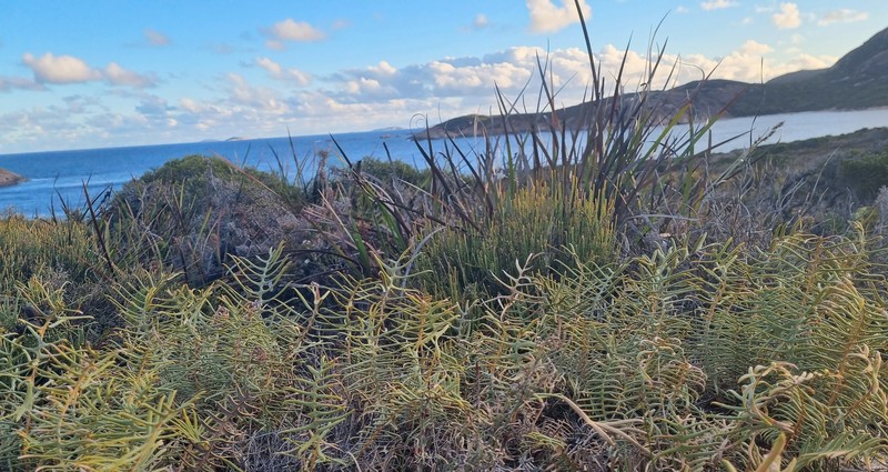 Banksia pteridifolia subsp. pteridifolia photo 3