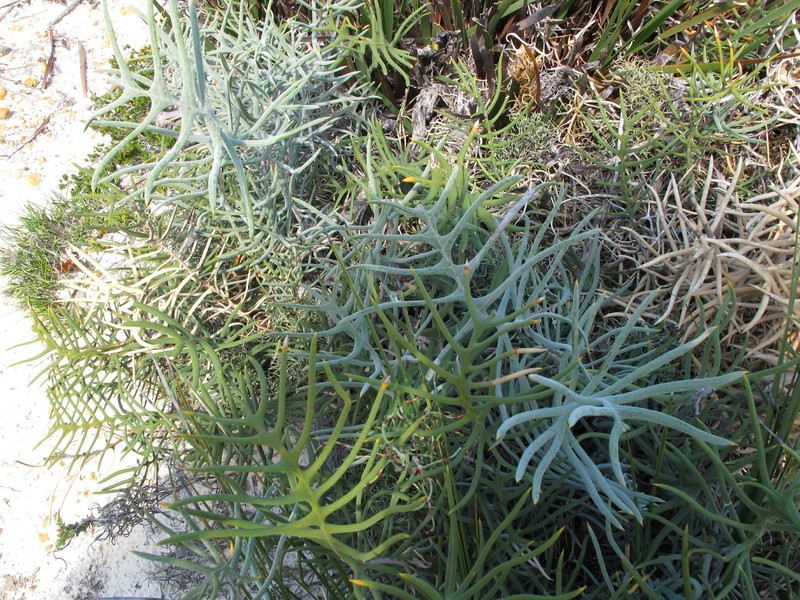 Banksia pteridifolia subsp. pteridifolia photo 4