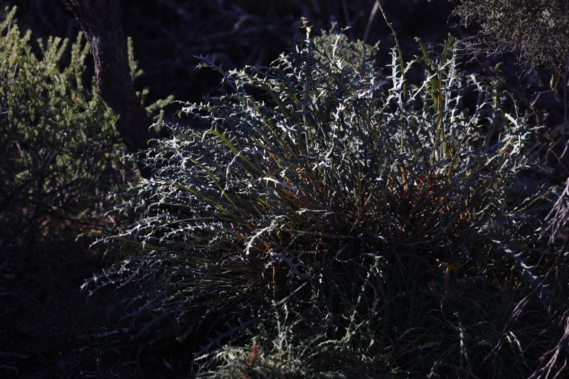 Banksia rufa subsp. rufa
