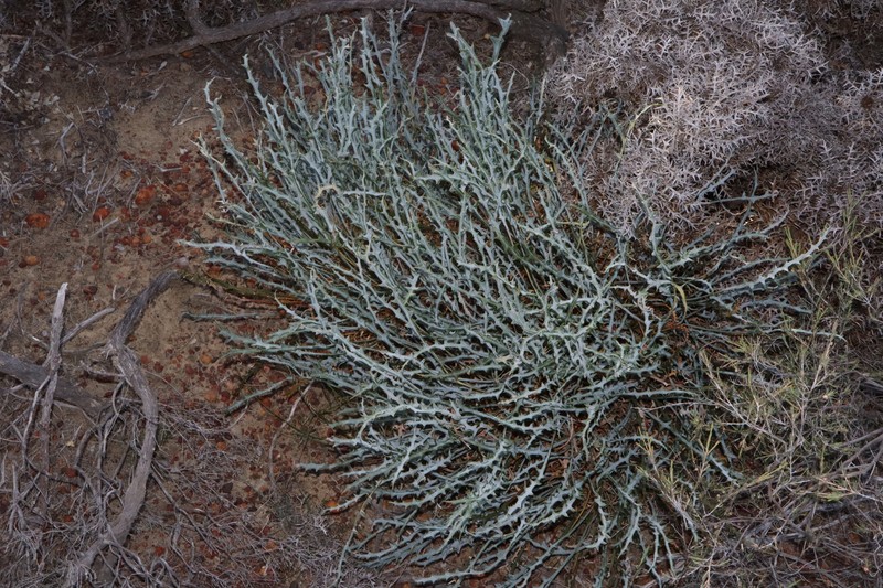 Banksia rufa subsp. rufa photo 2