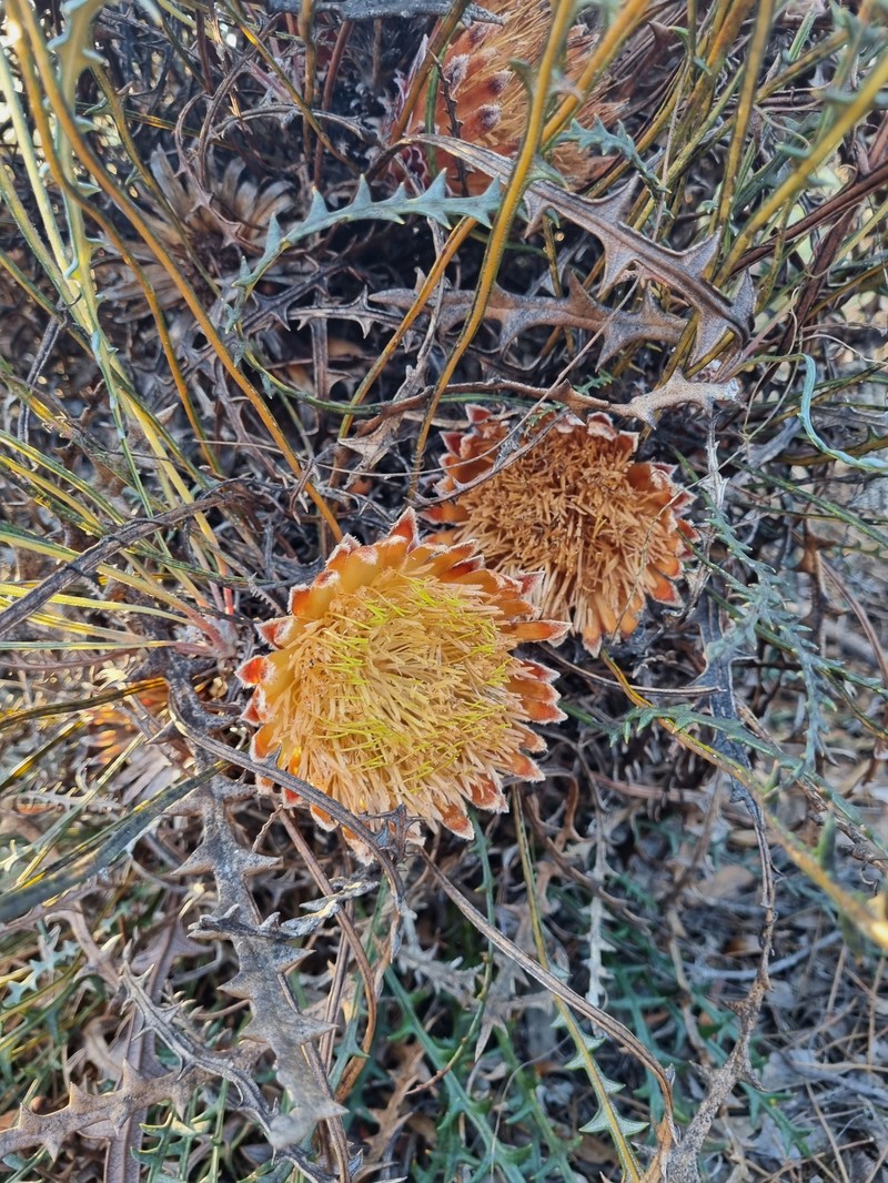 Banksia rufa subsp. rufa photo 3