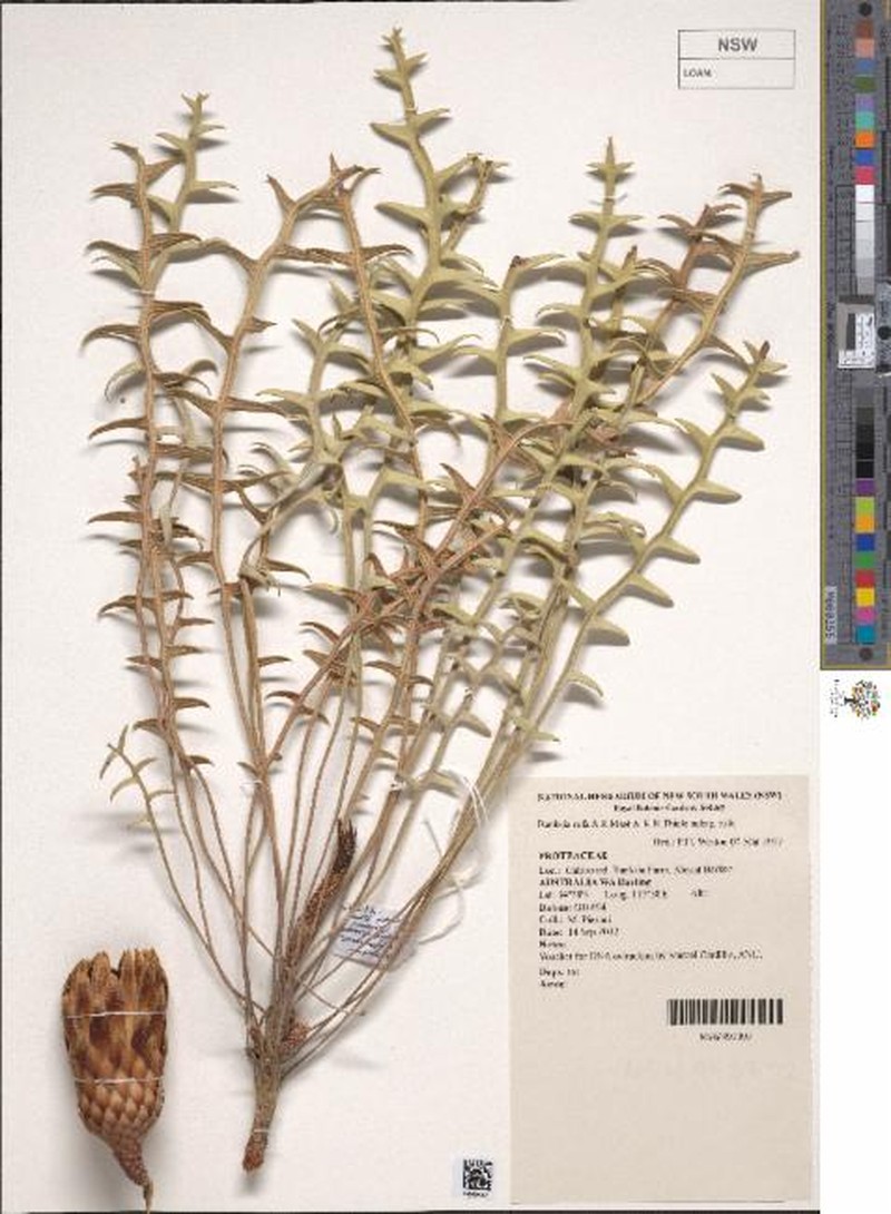 Banksia rufa subsp. rufa photo 4