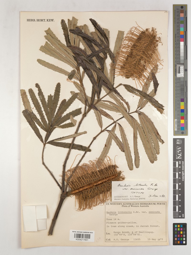 Banksia seminuda subsp. seminuda