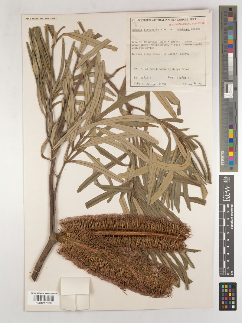 Banksia seminuda subsp. seminuda photo 2