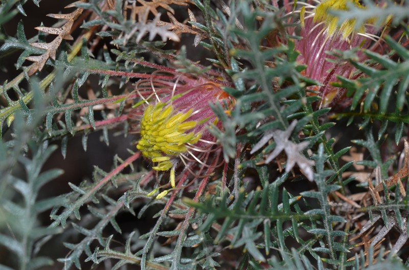 Banksia serratuloides subsp. serratuloides