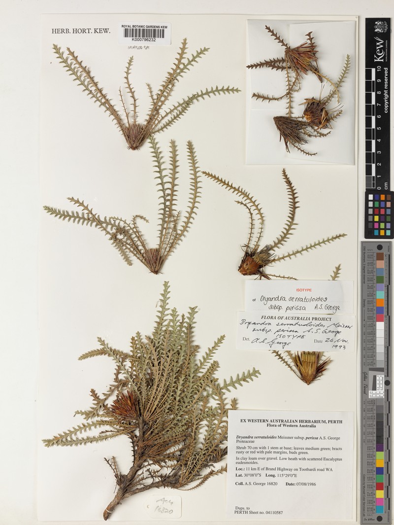 Banksia serratuloides subsp. serratuloides photo 2