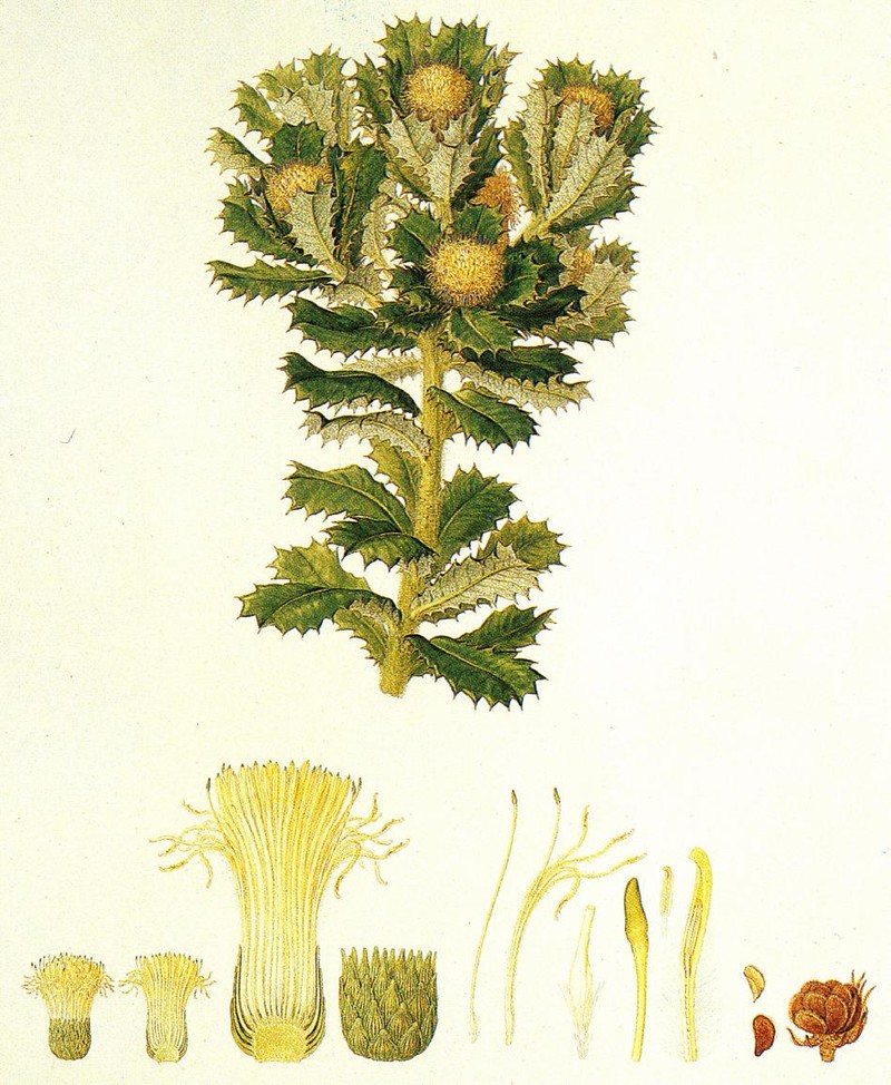 Banksia sessilis var. sessilis