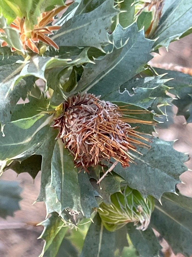 Banksia sessilis var. sessilis photo 2