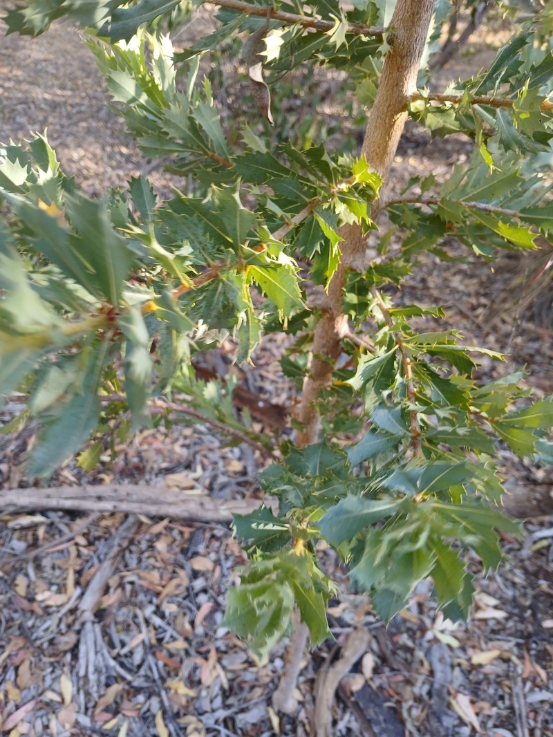 Banksia sessilis var. sessilis photo 3