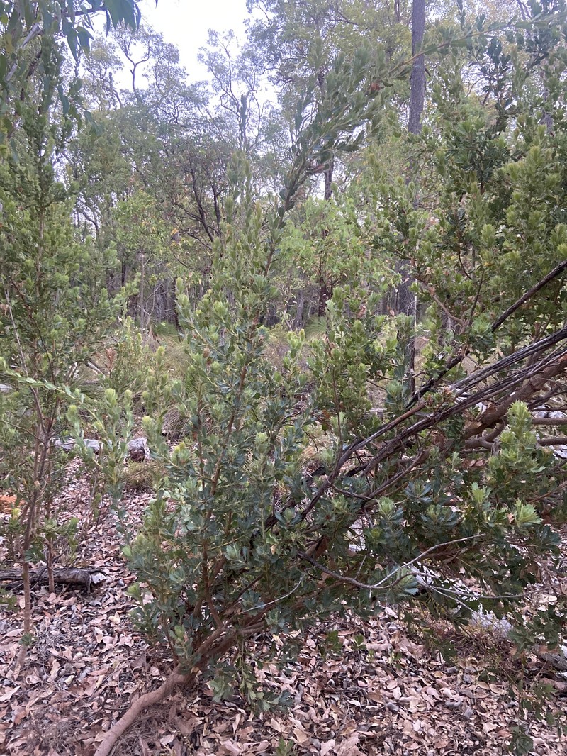 Banksia sessilis var. sessilis photo 4