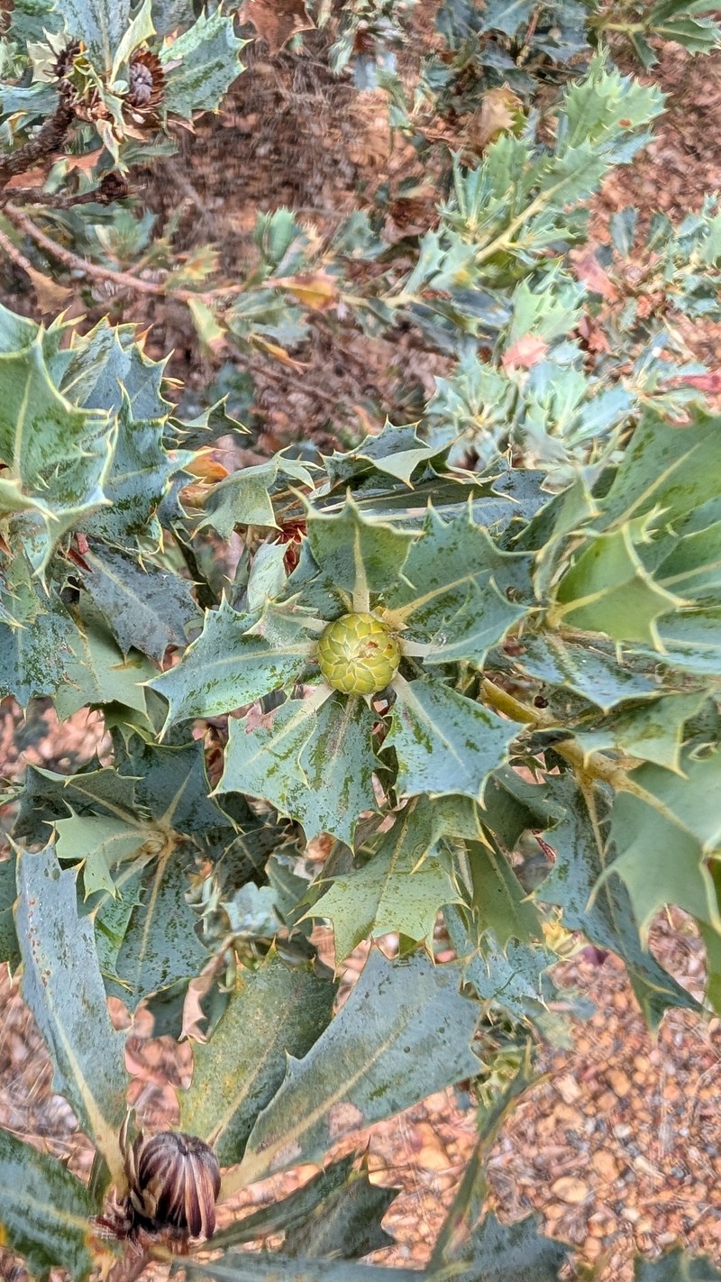 Banksia sessilis var. sessilis photo 5