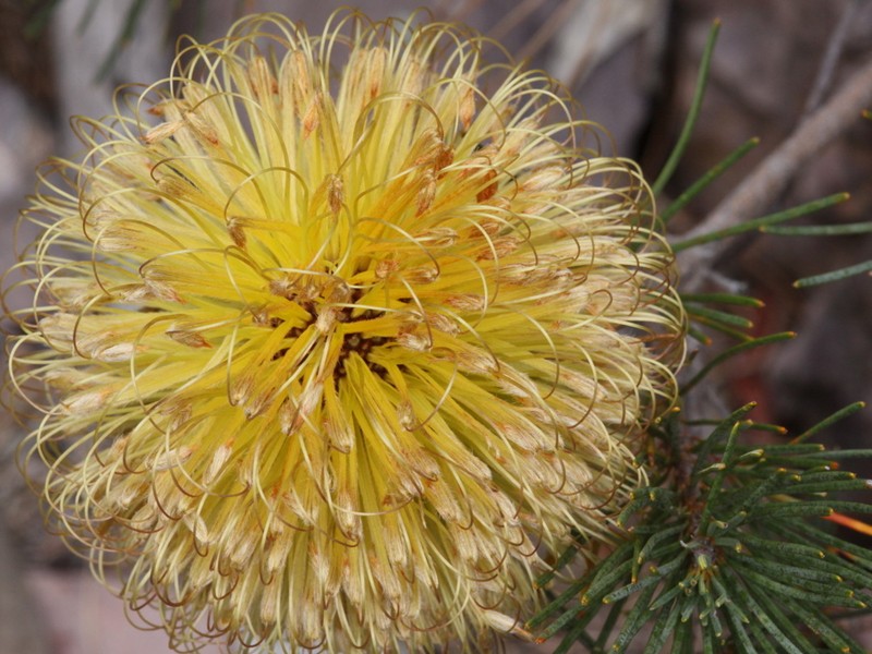 Banksia sphaerocarpa var. sphaerocarpa
