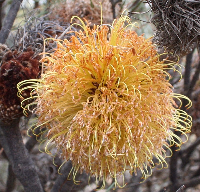 Banksia sphaerocarpa var. sphaerocarpa photo 2
