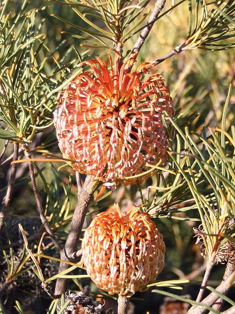 Banksia sphaerocarpa var. sphaerocarpa photo 3