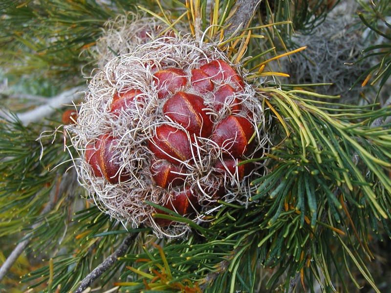 Banksia sphaerocarpa var. sphaerocarpa photo 4