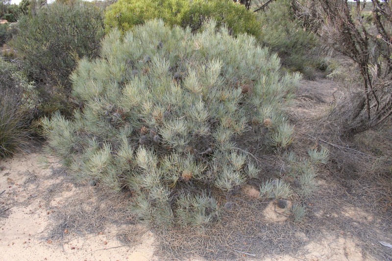 Banksia sphaerocarpa var. sphaerocarpa photo 5